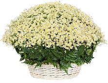 Цветочная композиция из Ромашки в корзине #REPLACE_PRED# Поселке совхоз имени Ленина